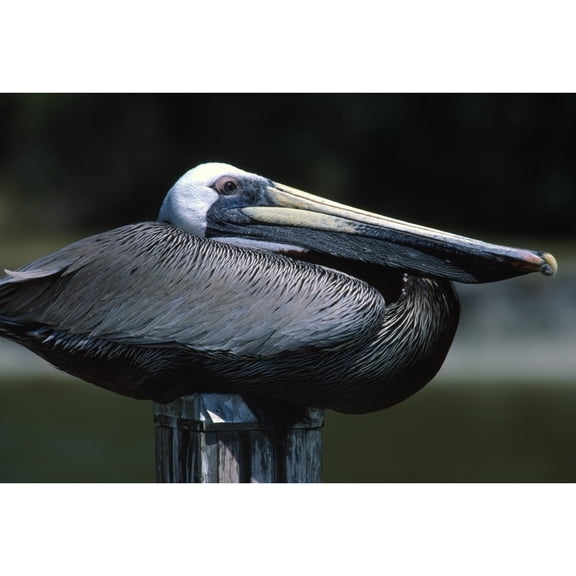 Posterazzi DPI1784678LARGE Profile of Brown Pelican On Post Poster Print by Natural Selection Bill Byrne, 36 x 24 - Large