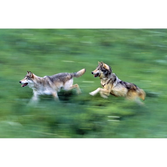 Posterazzi DPI1784708LARGE Two Wolves Running Through Meadow Poster Print by Natural Selection David Ponton, 36 x 24 - Large