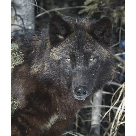 Posterazzi DPI1785291 Black Timber Wolf Poster Print by John Pitcher, 13 x 15