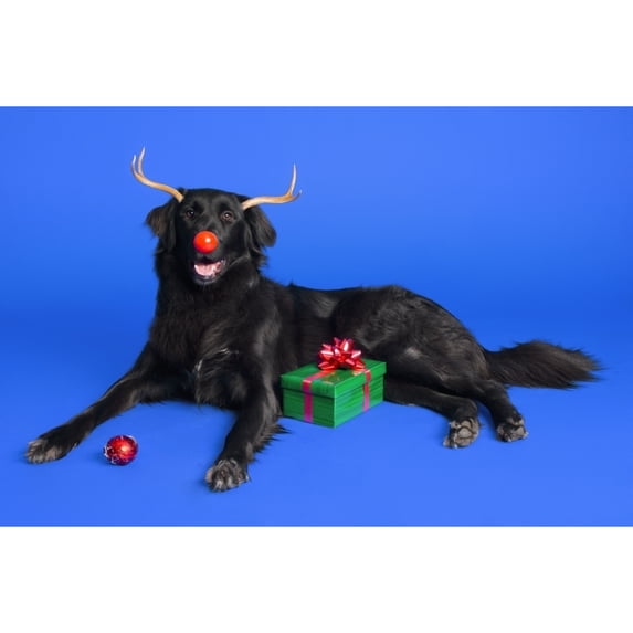 Posterazzi DPI1785615 Christmas Dog Poster Print by Corey Hochachka, 17 x 11
