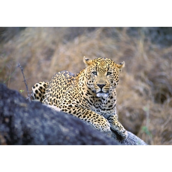 Posterazzi DPI1786297 Male Leopard Poster Print by John Pitcher, 17 x 11