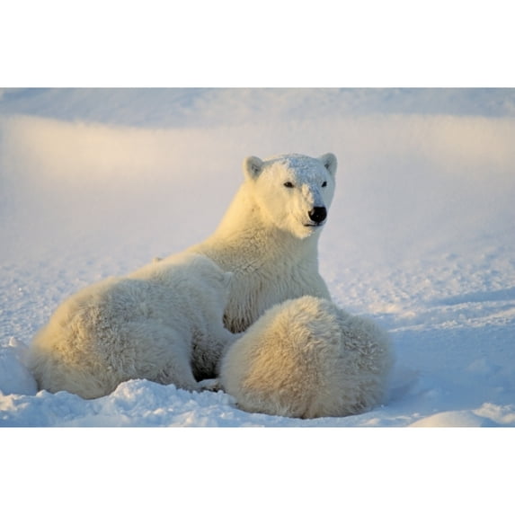 Posterazzi DPI1787104 Polar Bear with Nursing Cub Poster Print by John Pitcher, 17 x 11