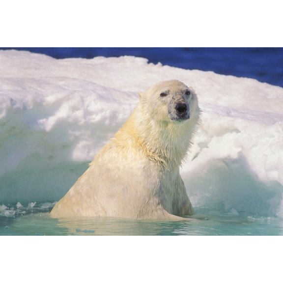 Posterazzi DPI1787121 Polar Bear in Ice Pool Poster Print by John Pitcher, 17 x 11