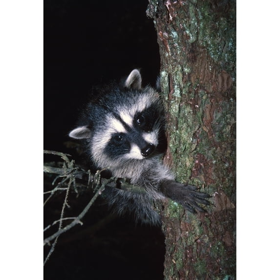 Posterazzi DPI1787585 Raccoon in Tree Poster Print by Natural Selection David Ponton, 12 x 18