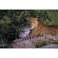 thumbnail image 1 of Posterazzi DPI1787599LARGE Leopard Laying On Kopje Serengeti National Park Poster Print by Natural Selection David Ponton, 36 x 24 - Large, 1 of 3