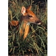 thumbnail image 1 of Posterazzi DPI1787809 Young Deer Laying in Grass Poster Print by Natural Selection Bill Byrne, 12 x 18, 1 of 4