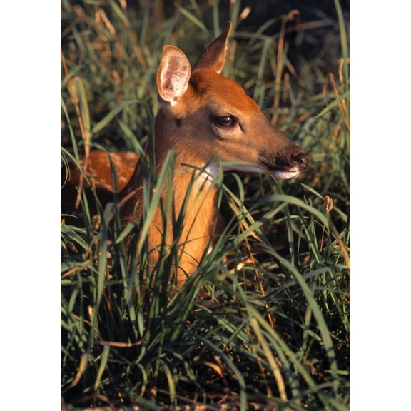 Posterazzi DPI1787809 Young Deer Laying in Grass Poster Print by Natural Selection Bill Byrne, 12 x 18