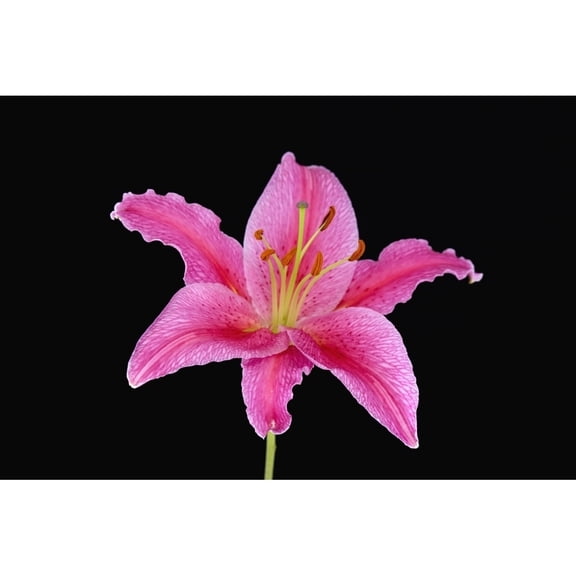 Posterazzi DPI1787996 Pink Lily Against Black Background Poster Print by Steven Raniszewski, 17 x 11