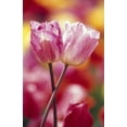 thumbnail image 1 of Posterazzi DPI1788356 Close-Up of Tulips Poster Print by Natural Selection Craig Tuttle, 12 x 18, 1 of 4