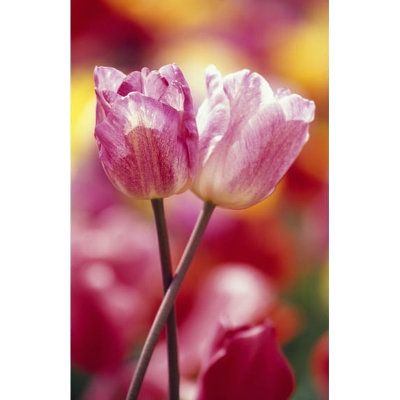 Posterazzi DPI1788356 Close-Up of Tulips Poster Print by Natural Selection Craig Tuttle, 12 x 18