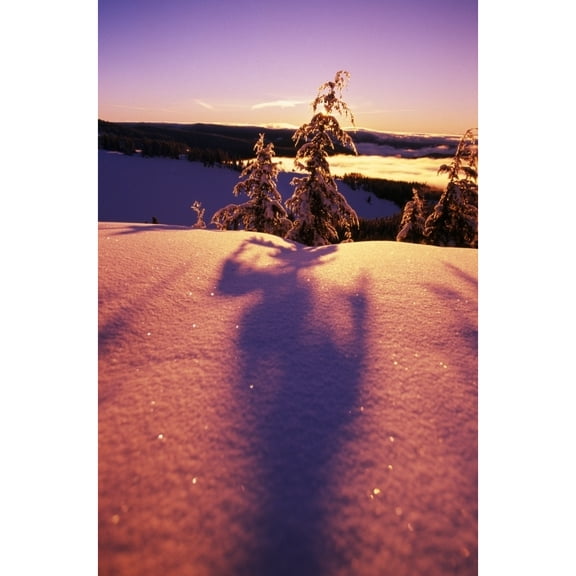 Posterazzi DPI1788366 Sun Casting Shadows On Snow Covered Trees Poster Print by Natural Selection Craig Tuttle, 12 x 18