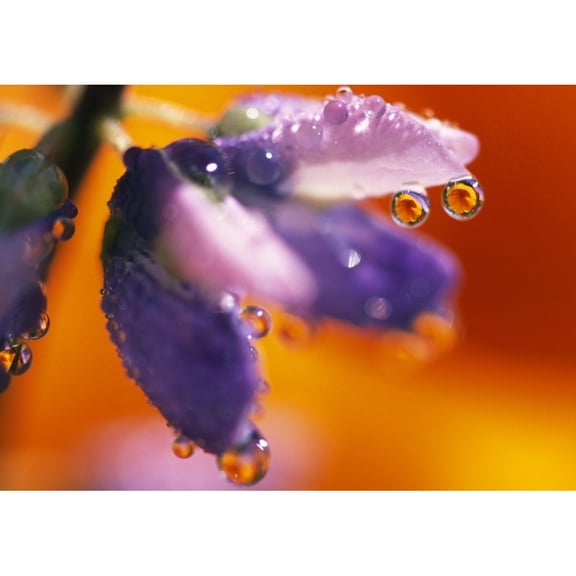 Posterazzi DPI1788367 Reflection of Flower in Dew Drops Poster Print by Natural Selection Craig Tuttle, 18 x 12