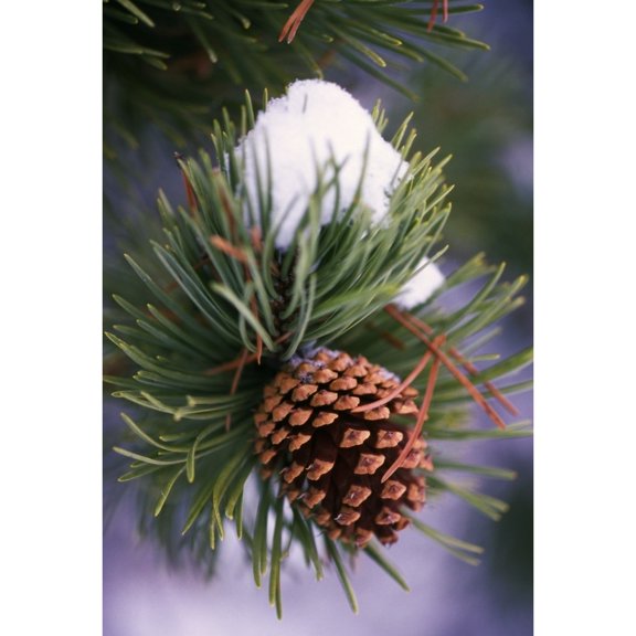 Posterazzi DPI1788412LARGE Early Snow On Pine Tree Branch with Pinecone Poster Print by Natural Selection Craig Tuttle, 24 x 36 - Large