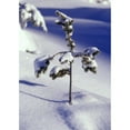 thumbnail image 1 of Posterazzi DPI1788414LARGE Heavy Snow On Young Pine Tree Poster Print by Natural Selection Craig Tuttle, 24 x 36 - Large, 1 of 3