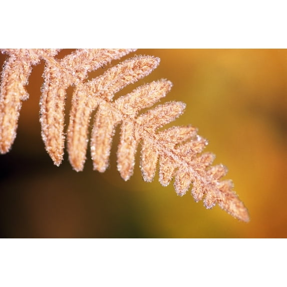 Posterazzi DPI1788423 Frost On A Fern Leaf Poster Print by Natural Selection Craig Tuttle, 18 x 12