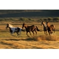 thumbnail image 1 of Posterazzi DPI1788442LARGE Wild Horses Running Together Poster Print by Natural Selection Craig Tuttle, 36 x 24 - Large, 1 of 4