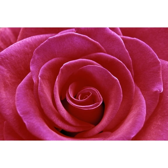 Posterazzi DPI1788815LARGE Rose Blossom Poster Print by Natural Selection Chris Pinchbeck, 36 x 24 - Large