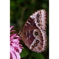 thumbnail image 1 of Posterazzi DPI1788877 Blue Morpho Butterfly On Flower Poster Print by Natural Selection Ralph Curtin, 12 x 18, 1 of 3
