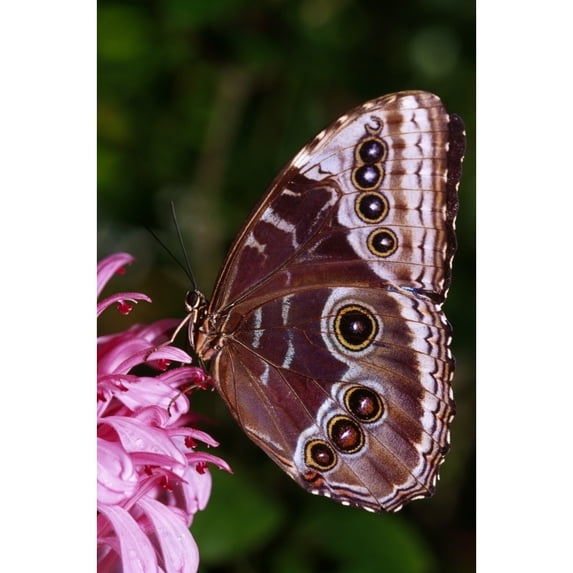 Posterazzi DPI1788877 Blue Morpho Butterfly On Flower Poster Print by Natural Selection Ralph Curtin, 12 x 18