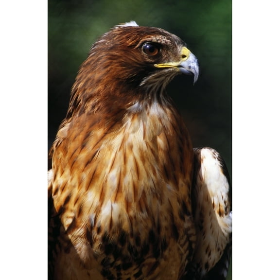 Posterazzi DPI1788904 Red Tailed Hawk Poster Print by Natural Selection Ralph Curtin, 12 x 18