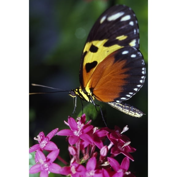 Posterazzi DPI1788926 Tiger Longwing Butterfly Poster Print by Natural Selection Ralph Curtin, 12 x 18
