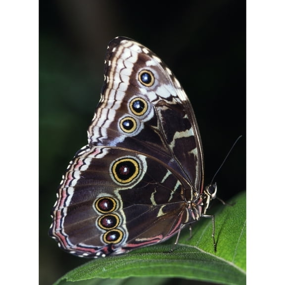 Posterazzi DPI1788928 Blue Morpho Butterfly Poster Print by Natural Selection Ralph Curtin, 13 x 17