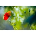 thumbnail image 1 of Posterazzi DPI1789458LARGE Red Poppy Poster Print by Don Hammond, 34 x 22 - Large, 1 of 3