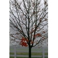 thumbnail image 1 of Posterazzi DPI1789539 Maple Tree in Autumn Poster Print by Natural Selection Tony Sweet, 12 x 18, 1 of 4