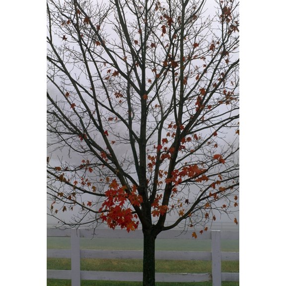 Posterazzi DPI1789539 Maple Tree in Autumn Poster Print by Natural Selection Tony Sweet, 12 x 18