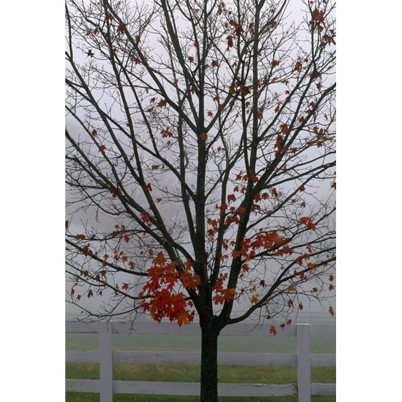 Posterazzi DPI1789539 Maple Tree in Autumn Poster Print by Natural Selection Tony Sweet, 12 x 18