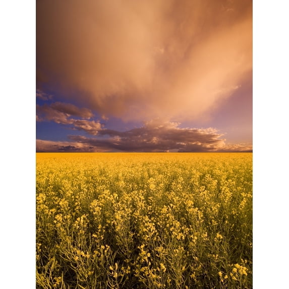 Posterazzi DPI1790389LARGE Sunset On A Canola Field Poster Print by Darren Greenwood, 24 x 32 - Large