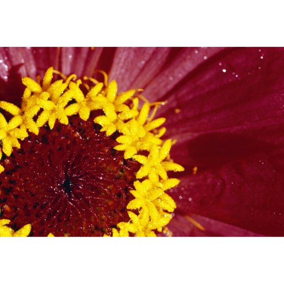 Posterazzi DPI1790729 Detail of The Inside of A Flower Poster Print by Natural Selection Craig Tuttle, 18 x 12