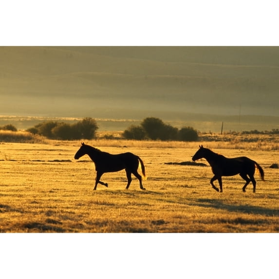 Posterazzi DPI1790740 Silhouetted Horses Running Poster Print by Natural Selection Craig Tuttle, 18 x 12