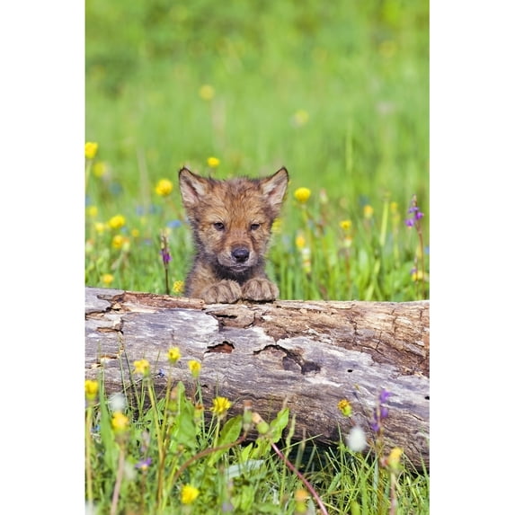 Posterazzi DPI1791181LARGE Young Wolf Cub Peering Over Log Poster Print by John Pitcher, 22 x 34 - Large