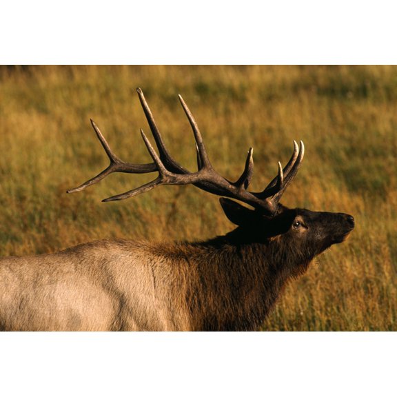 Bull Elk Poster Print (18 x 12)