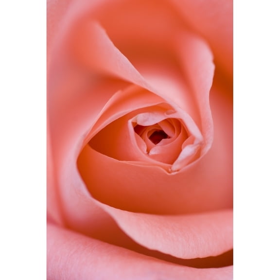 Posterazzi DPI1792735 Close Up of The Inside of A Pink Rose Poster Print by Don Hammond, 11 x 17