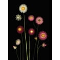 thumbnail image 1 of Posterazzi DPI1792894 Flowers Poster Print by Deddeda, 12 x 16, 1 of 4
