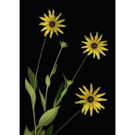 Posterazzi DPI1792904 Three Yellow Flowers Poster Print by Deddeda, 12 x 16