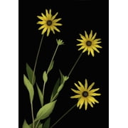 Three Yellow Flowers Poster Print 12 x 16