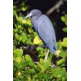 thumbnail image 1 of Posterazzi DPI1793106LARGE Little Blue Heron Poster Print by John Pitcher, 22 x 34 - Large, 1 of 4
