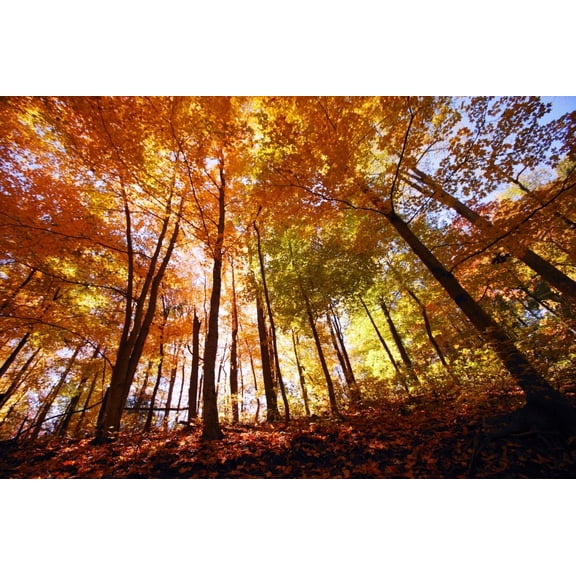 Posterazzi DPI1794015 Trees in Autumn Poster Print by Kristy-Anne Glubish, 17 x 11