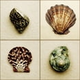 thumbnail image 1 of Posterazzi DPI1795116 Seashell Composite Poster Print by Darren Greenwood, 15 x 15, 1 of 4