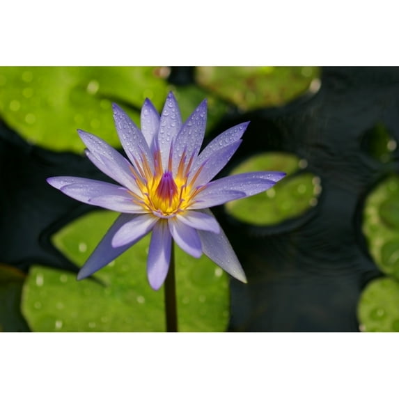 Posterazzi DPI1795299LARGE Purple Water Lily Poster Print by Christine Mariner, 34 x 22 - Large