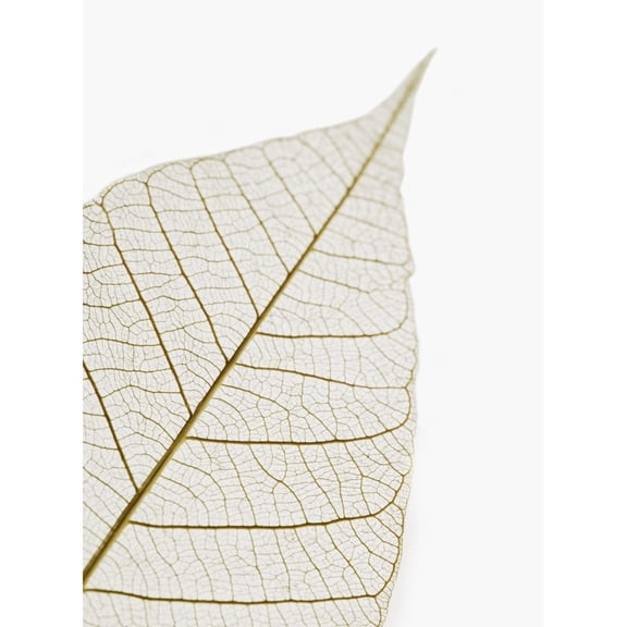 Posterazzi DPI1795420 Transparent Leaf Poster Print by Kelly Redinger, 13 x 17