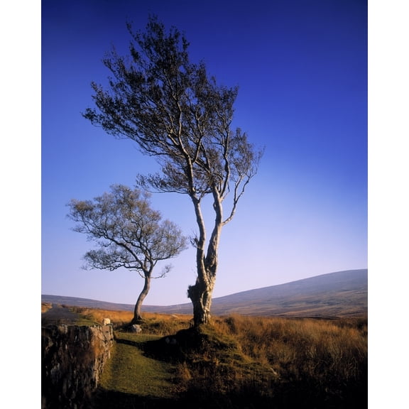 Posterazzi DPI1796992LARGE Hawthorn Trees in Sally Gap County Wicklow Republic of Ireland Poster Print by The Irish Image Collection, 24 x 30 - Large