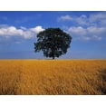 thumbnail image 1 of Posterazzi DPI1797011 Oak Tree in a Barley Field Ireland Poster Print by The Irish Image Collection, 15 x 12, 1 of 4