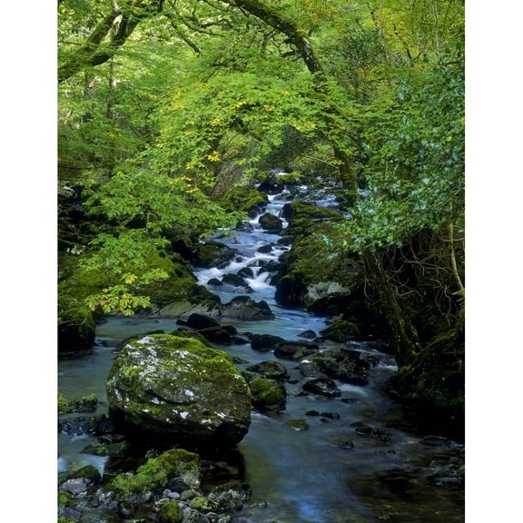 Posterazzi DPI1797539LARGE Stream Flowing Through A Forest Glengarriff County Cork Republic of Ireland Poster Print by The Irish Image Collection, 26 x 34 - Large