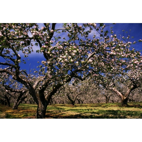 Posterazzi DPI1797585LARGE Apple Trees in An Orchard County Armagh Republic of Ireland Poster Print by The Irish Image Collection, 36 x 24 - Large