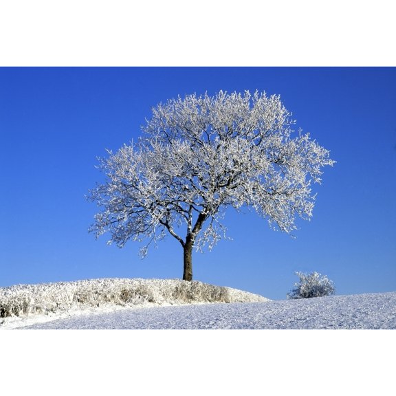 Posterazzi DPI1797991 Tree in Winter Co Down Ireland Poster Print by The Irish Image Collection, 17 x 11