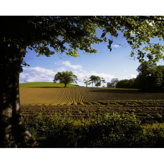 Posterazzi DPI1797994 Ploughed Field Potato Field Ireland Poster Print by The Irish Image Collection, 17 x 14